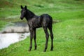 Small horse. Small horse galloping. Foal runs on green background Royalty Free Stock Photo