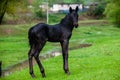 Small horse. Small horse galloping. Foal runs on green background Royalty Free Stock Photo