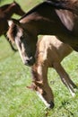 A small horse grazes next to its mother