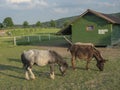 Small Horse Pony and donkey Grazing in a Corral with wooden farm house cote stable in afternoon golden hour light on Royalty Free Stock Photo