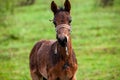 Small horse. Small horse galloping. Foal runs on green background Royalty Free Stock Photo