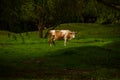 Small horse. Small horse galloping. Foal runs on green background Royalty Free Stock Photo