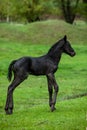 Small horse. Small horse galloping. Foal runs on green background Royalty Free Stock Photo