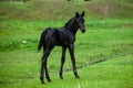 Small horse. Small horse galloping. Foal runs on green background Royalty Free Stock Photo