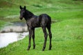 Small horse. Small horse galloping. Foal runs on green background Royalty Free Stock Photo