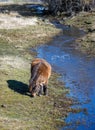 Small horse by the stream. Royalty Free Stock Photo