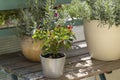 Small hot peppers on a bush which is in a pot stand on a wooden table. In the background is a lavender in a pot. The background is