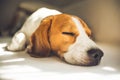 Small hound Beagle dog sleeping at home on the couch Royalty Free Stock Photo