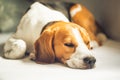 Small hound Beagle dog sleeping at home on the couch Royalty Free Stock Photo