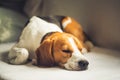 Small hound Beagle dog sleeping at home on the couch Royalty Free Stock Photo