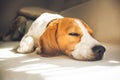 Small hound Beagle dog sleeping at home on the couch Royalty Free Stock Photo