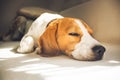 Small hound Beagle dog sleeping at home on the couch