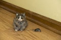 Small House Cat with Dead Mouse Rodent in House