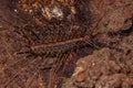 Small House Centipede Royalty Free Stock Photo