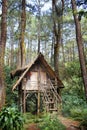 small house in the green forest