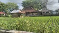 Small house in the middle of rice field Royalty Free Stock Photo