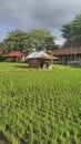 Small house in the middle of rice field Royalty Free Stock Photo