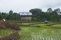 a small house in the middle of a rice field Royalty Free Stock Photo