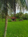 small house in the middle of rice fields Royalty Free Stock Photo