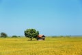 Small house near green tree in the middle of a flowering rice field. Royalty Free Stock Photo