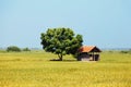 Small house near green tree in the middle of a flowering rice field. Royalty Free Stock Photo