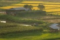Small house in rice field Royalty Free Stock Photo