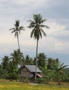 Small house on a Rice Field and Fish farm Royalty Free Stock Photo
