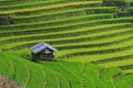 A small house on rice field in Mu Cang Chai, Vietnam Royalty Free Stock Photo