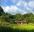 Small house in rice fields. Idyllic summer landscape with green field and forest under blue sky Royalty Free Stock Photo