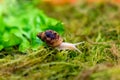 A small house snail (Achatina fulica) crawls on green moss in a terrarium. Gastropod mollusc. An African snail