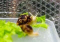 A small house snail (Achatina fulica) crawls on a leaf of green lettuce. Gastropod mollusc. African snail