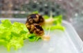 A small house snail (Achatina fulica) crawls on a leaf of green lettuce. Gastropod mollusc. Wet African snail