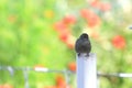 Small house sparrow on a plastic post