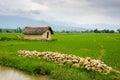 Small house surrounded by rice fields in Deukhuri valley Royalty Free Stock Photo