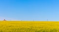 Small house in yellow flowers field with clear blue sky and transmission lines. Spring and summer rural landscape.Vastness concept Royalty Free Stock Photo