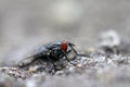 Housefly on the roadside macro insect close nature animal small Royalty Free Stock Photo