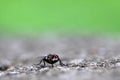 Housefly on the roadside macro insect close nature animal small Royalty Free Stock Photo