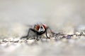 Housefly on the roadside macro insect close nature animal small Royalty Free Stock Photo