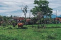 Small houses in a rice field and cow with palm trees and clouds Royalty Free Stock Photo