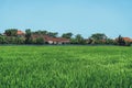 Small houses in a rice field with palm trees and clouds Royalty Free Stock Photo