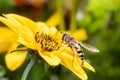 A small hover fly on a beautiful yellow flower - macro shot Royalty Free Stock Photo