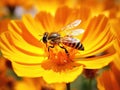 Hover fly on bright orange flower