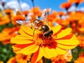 Hover fly on bright orange flower