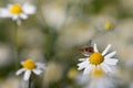 A small hover fly sits on a chamomile flower. The compound eyes of the hoverfly can be seen. The flower grows in a field full of Royalty Free Stock Photo