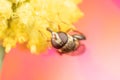 A small hoverfly eating pollen from a flower Royalty Free Stock Photo