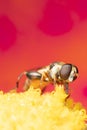 A small hoverfly eating pollen from a flower Royalty Free Stock Photo
