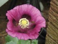 Hoverfly visiting purple poppy