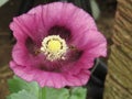 Hoverfly visiting purple poppy