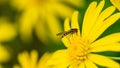 Small hoverfly insect resting on euryops flower Royalty Free Stock Photo