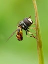 A small hoverfly, possibly Paragus haemorrhoous, with a distinctive reddish abdomen, perches on a green stem. Royalty Free Stock Photo